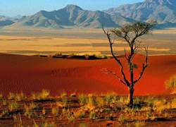 Namibie Dunes rouges arbre
